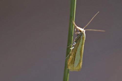 Réf. 236 497 : Catoptria margaritella